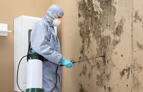 Roma, TX Mold Prevention & Removal  Company